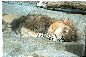 Tier-Aufnahme aus dem Tierpark Berlin 2002