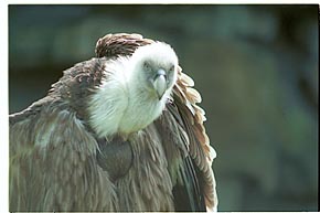 Tier-Aufnahme aus dem Tierpark Berlin 2002