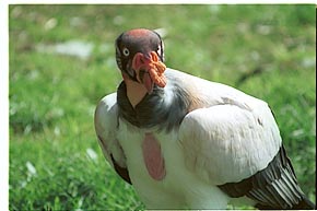 Tier-Aufnahme aus dem Tierpark Berlin 2002