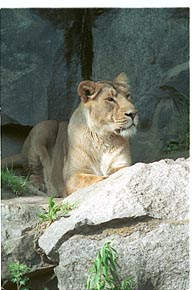 Tier-Aufnahme aus dem Tierpark Berlin 2002